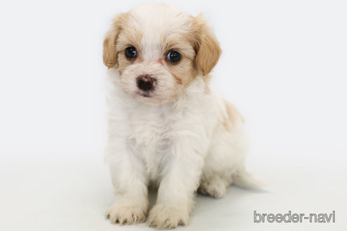 成約済の神奈川県のミックス犬-255676の2枚目